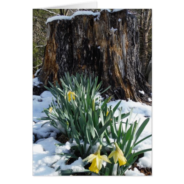 Dafpies amarillos en la nieve (Frente)