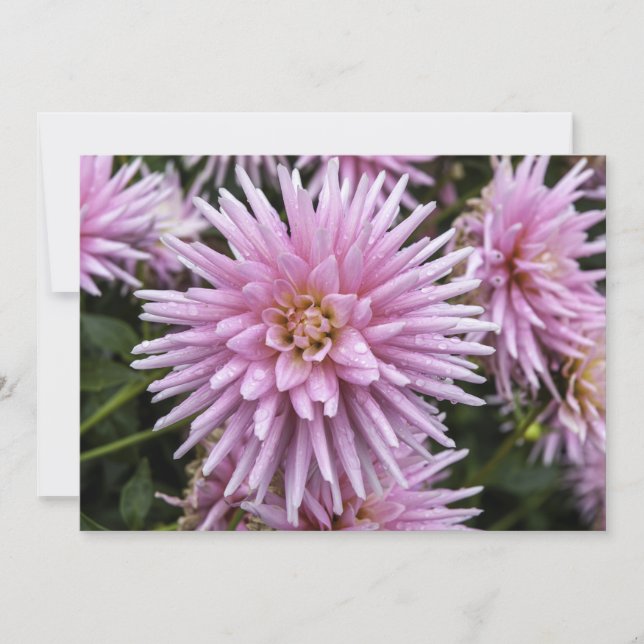 Dahla rosa - Tarjeta de saludo plana (Anverso)