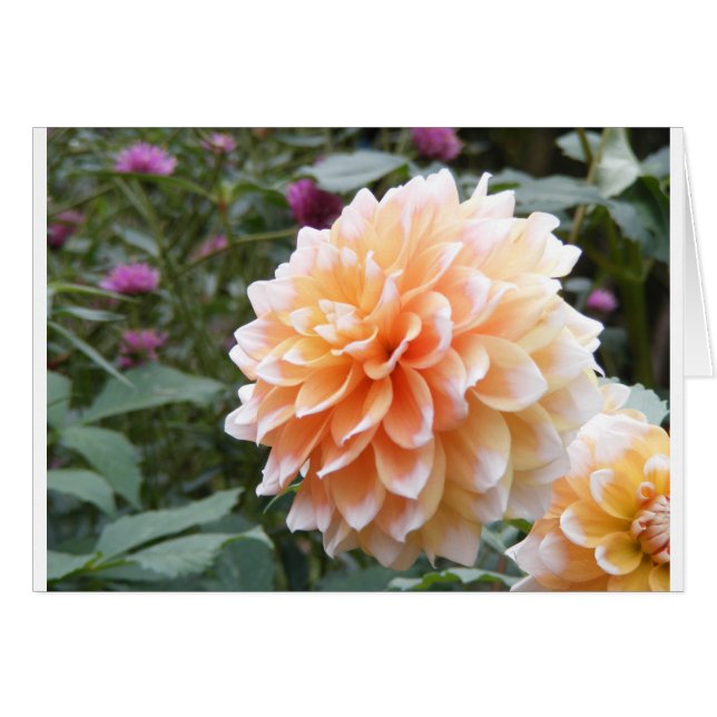 Dahlia (Anverso (Horizontal))