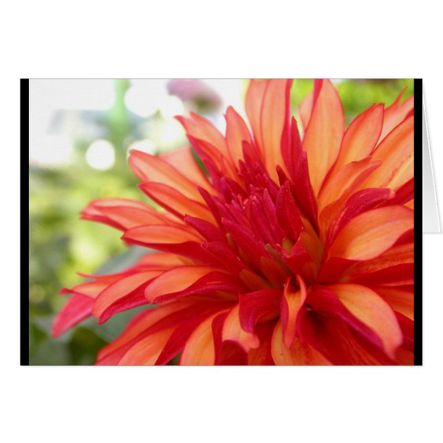 Dahlia (Anverso (Horizontal))