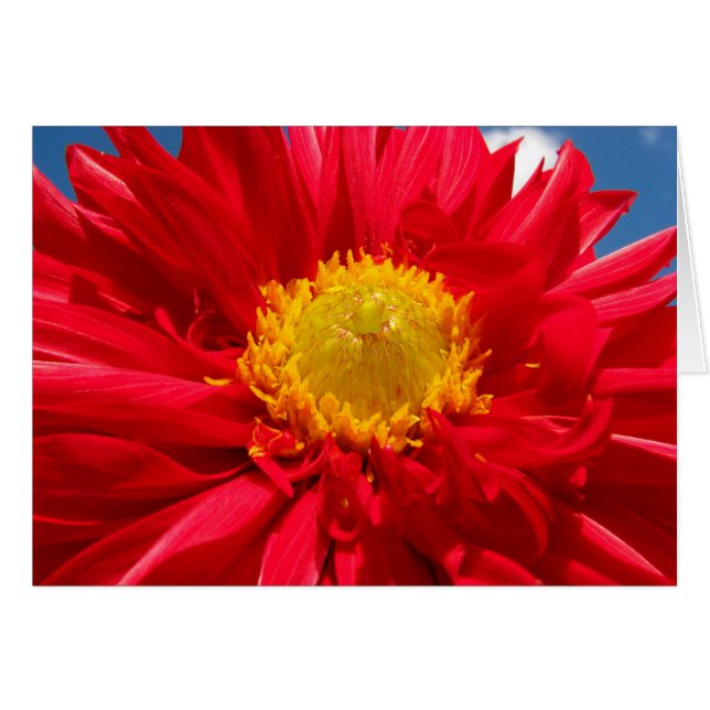 Dahlia (Anverso (Horizontal))
