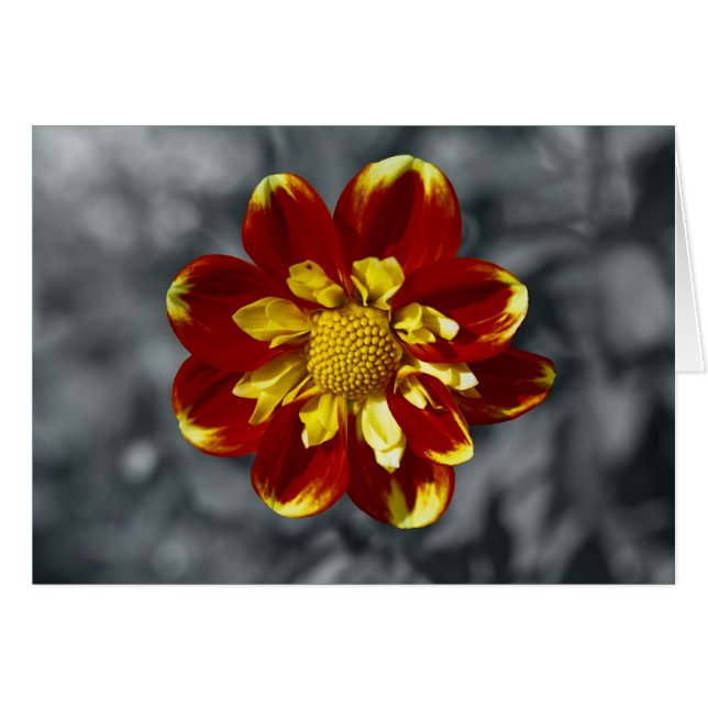 Dahlia (Anverso (Horizontal))