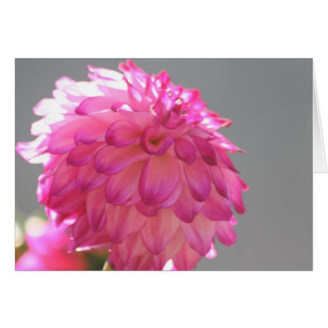 Dahlia 1 (Anverso (Horizontal))