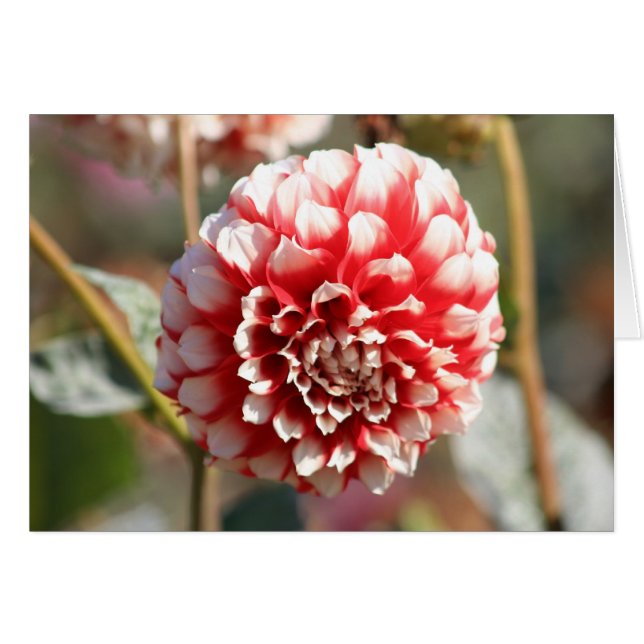 Dahlia 3 (Anverso (Horizontal))