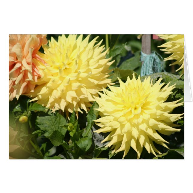 Dahlia 4 (Anverso (Horizontal))
