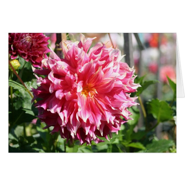 Dahlia 5 (Anverso (Horizontal))