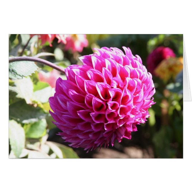 Dahlia 6 (Anverso (Horizontal))