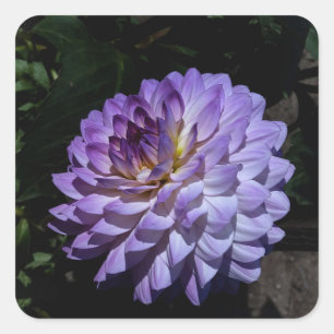 Dahlia Bea Paradise #1 Pegatinas