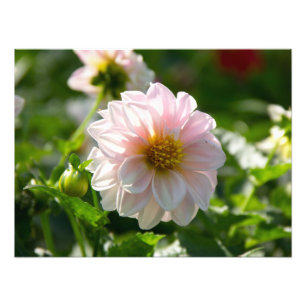 Dahlia blanca en la foto del jardín