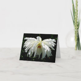 Dahlia blanca llorosa