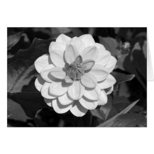 Dahlia 'David Howard' B&W