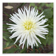 Dahlia de Cactus Blanco Impresión de Foto de Flor 