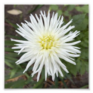Dahlia de Cactus Blanco Impresión de Foto de Flor