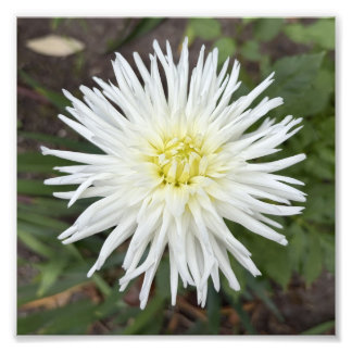 Dahlia de Cactus Blanco Impresión de Foto de Flor 