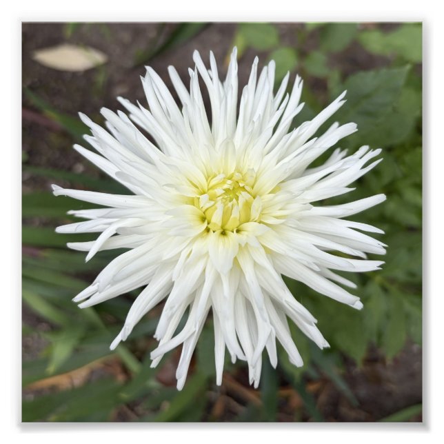 Dahlia de Cactus Blanco Impresión de Foto de Flor  (Frente)