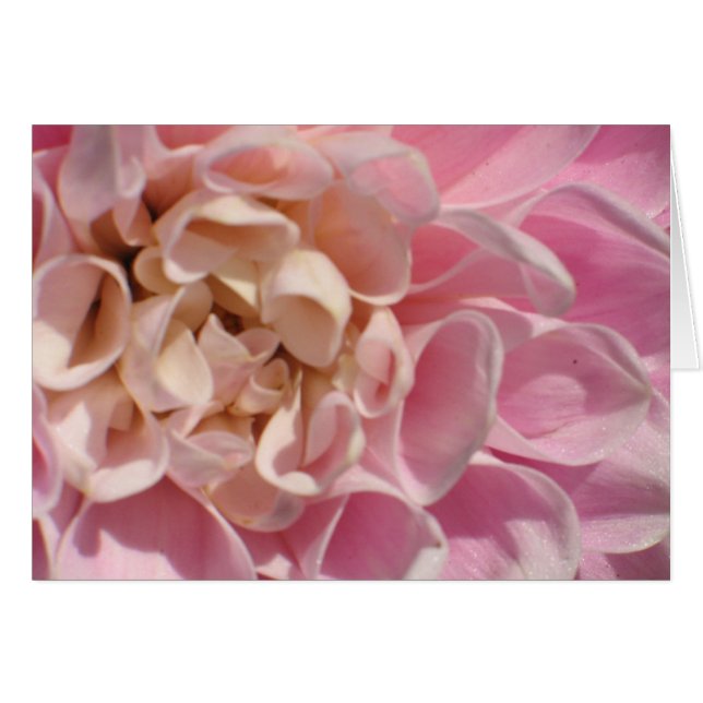 Dahlia de Laurie (Anverso (Horizontal))