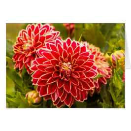 Dahlia En Bloom 11