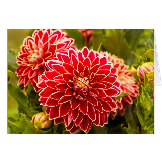 Dahlia En Bloom 11 (Anverso (Horizontal))
