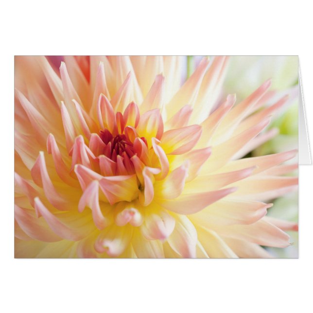 Dahlia Flower (Anverso (Horizontal))