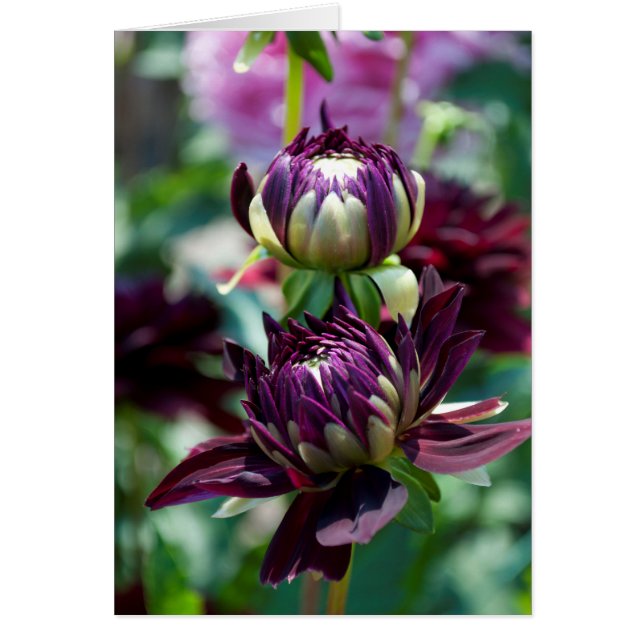 Dahlia - Holly Hill Black Widow (Frente)