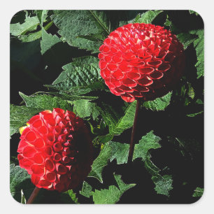 Dahlia Irish Glow #1-2 Pegatinas