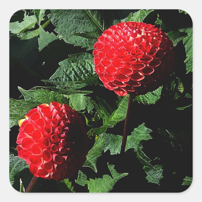 Dahlia Irish Glow #1-2 Pegatinas (Anverso)