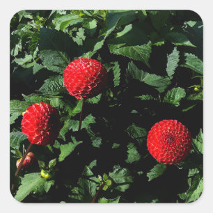 Dahlia Irish Glow #1 Pegatinas