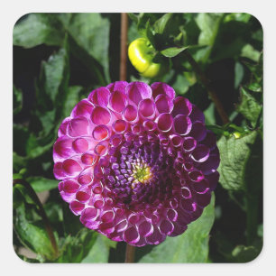 Dahlia Irlandesa Miss #1 Pegatinas