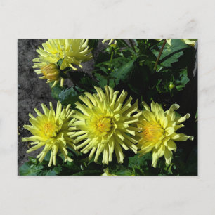 Dahlia Lakeview brillante #1 postal