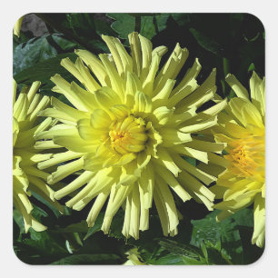 Dahlia Lakeview Glow #1-2 Pegatinas