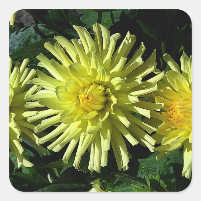 Dahlia Lakeview Glow #1-2 Pegatinas (Anverso)