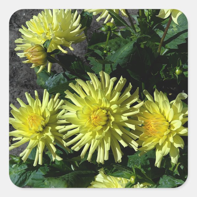 Dahlia Lakeview Glow #1 Pegatinas (Anverso)