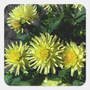 Dahlia Lakeview Glow #1 Pegatinas