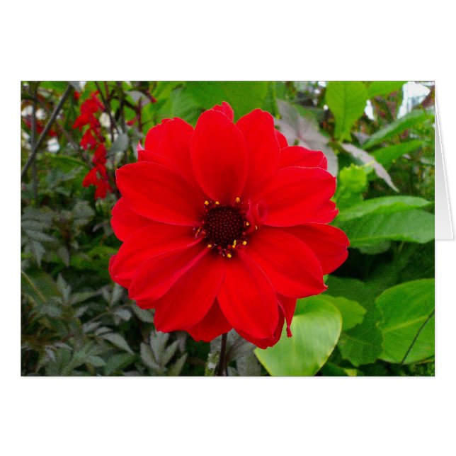 Dahlia - Obispo de Llandaff (Anverso (Horizontal))