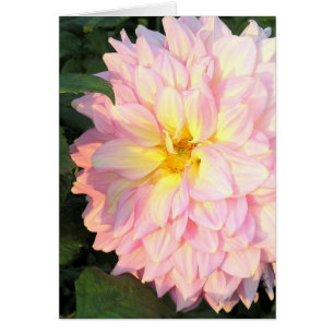 DAHLIA PALE PINK CON TOQUE DE AMARILLO (FOTO)