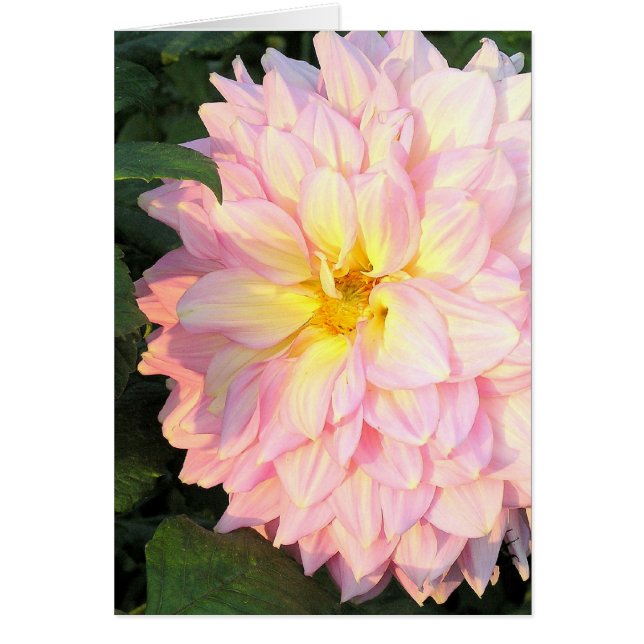 DAHLIA PALE PINK CON TOQUE DE AMARILLO (FOTO) (Frente)