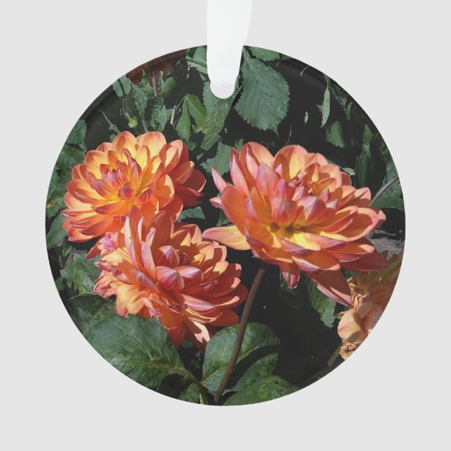 Dahlia Pam Howden #1 Ornamento (Anverso)