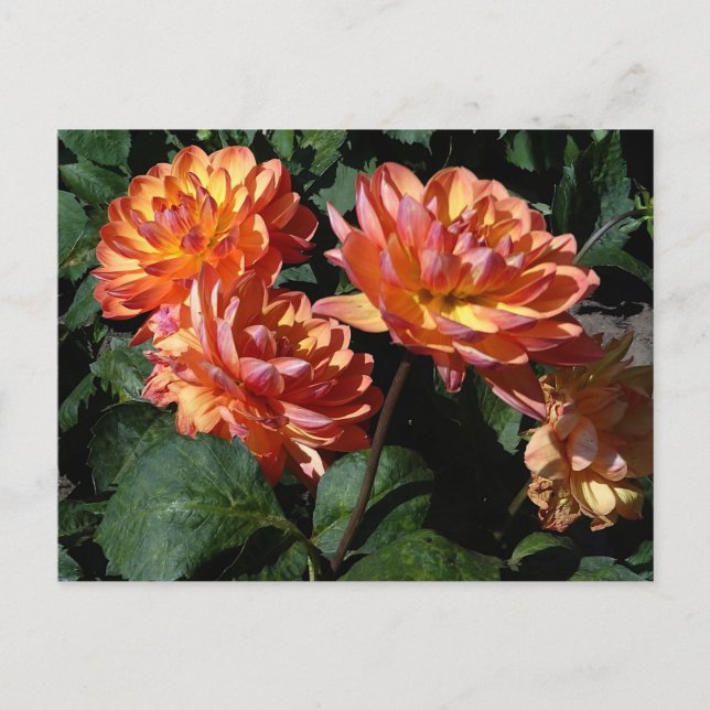 Dahlia Pam Howden #1 postal (Anverso)