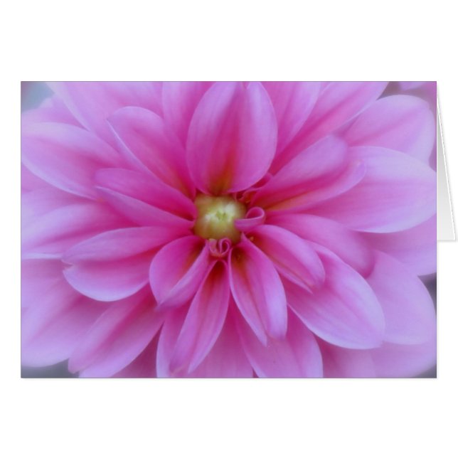 Dahlia Pink - Cierre (Anverso (Horizontal))