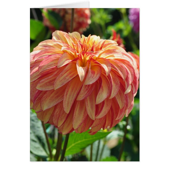 Dahlia - Pinto irlandés (Frente)