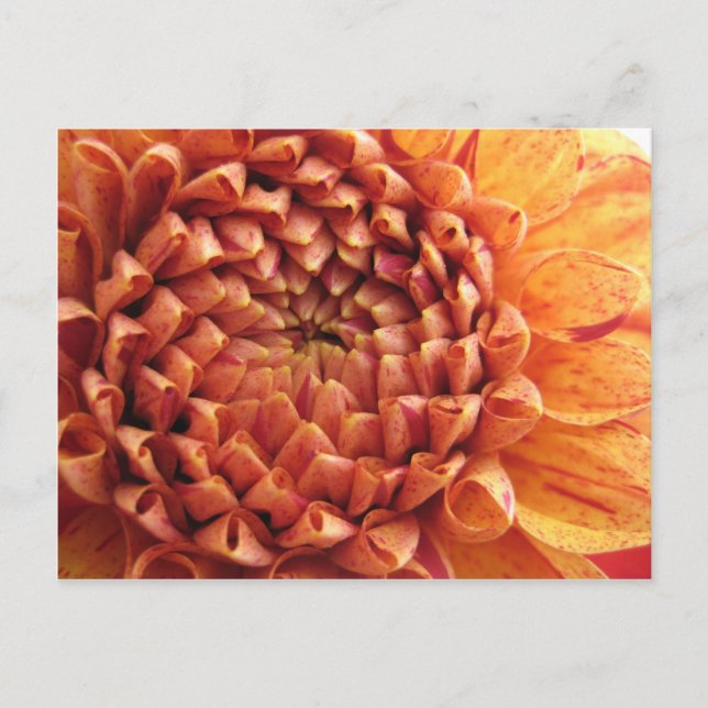 dahlia - postal (Anverso)