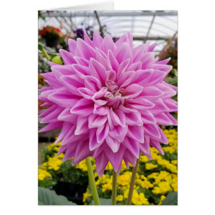 dahlia rosa