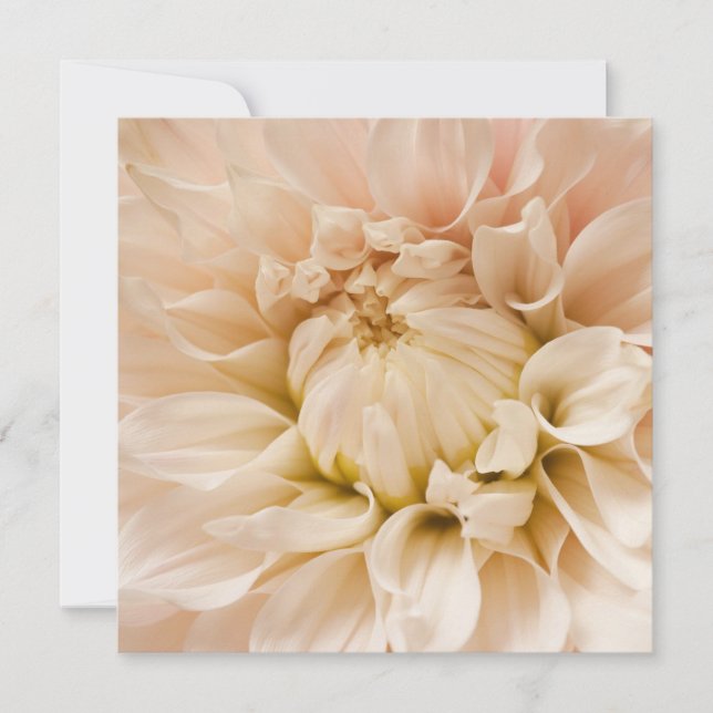 Dahlia rosa, blanca y crema - Dahlias (Anverso)
