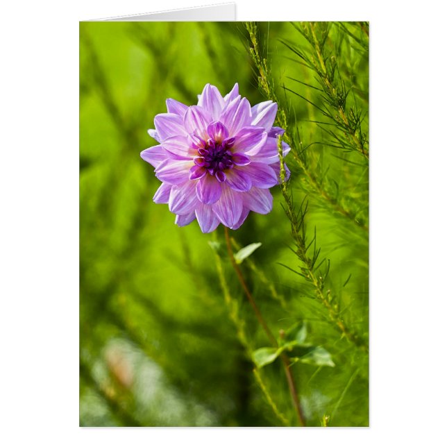 Dahlia rosa, efecto al cuadrante (Frente)