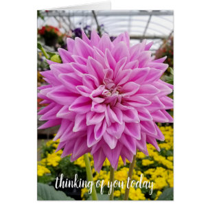dahlia rosa pensando en ti
