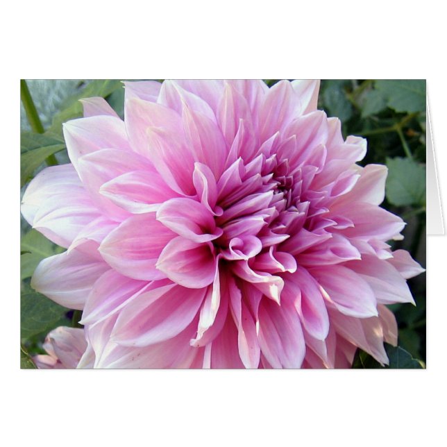 Dahlia rosa y blanca (Anverso (Horizontal))