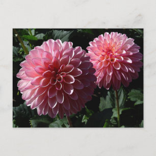 Dahlia Valley Porcupine #1 postal