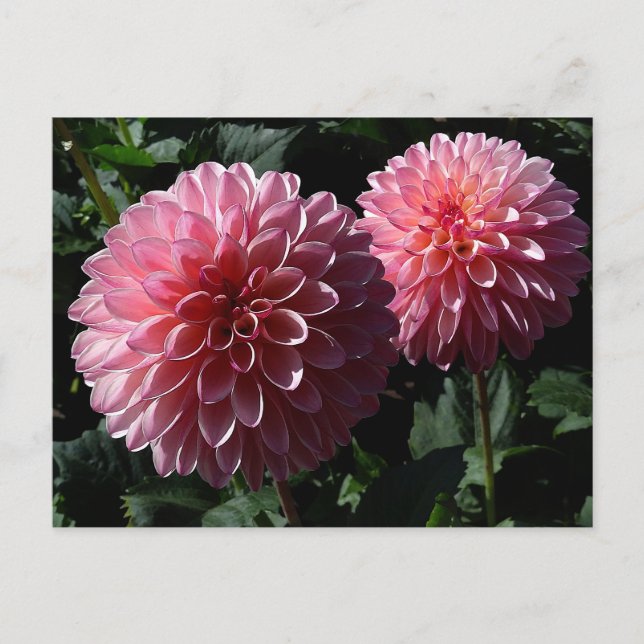 Dahlia Valley Porcupine #1 postal (Anverso)