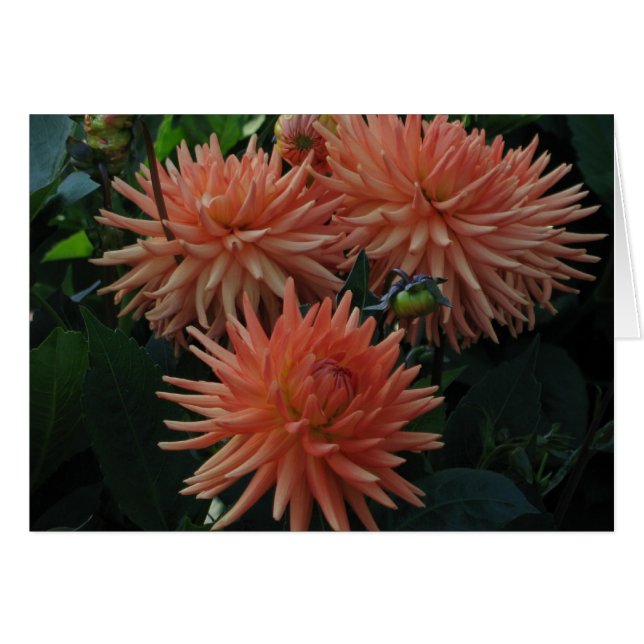 Dahlias (Anverso (Horizontal))