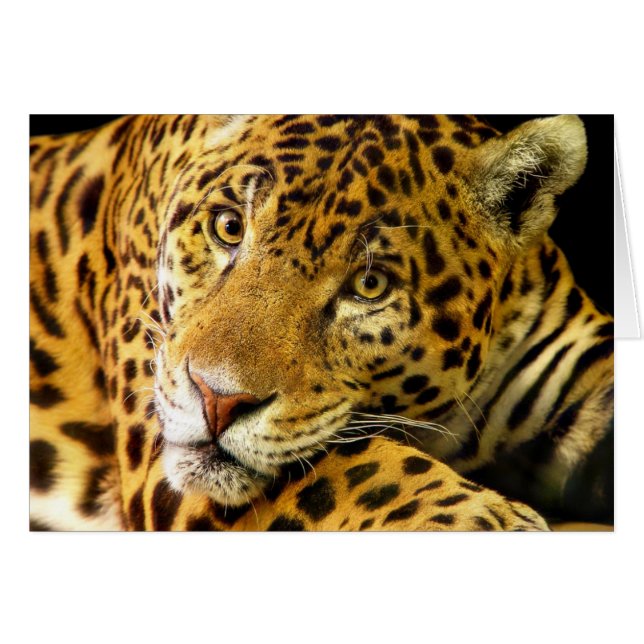 Daimler Jaguar (Anverso (Horizontal))